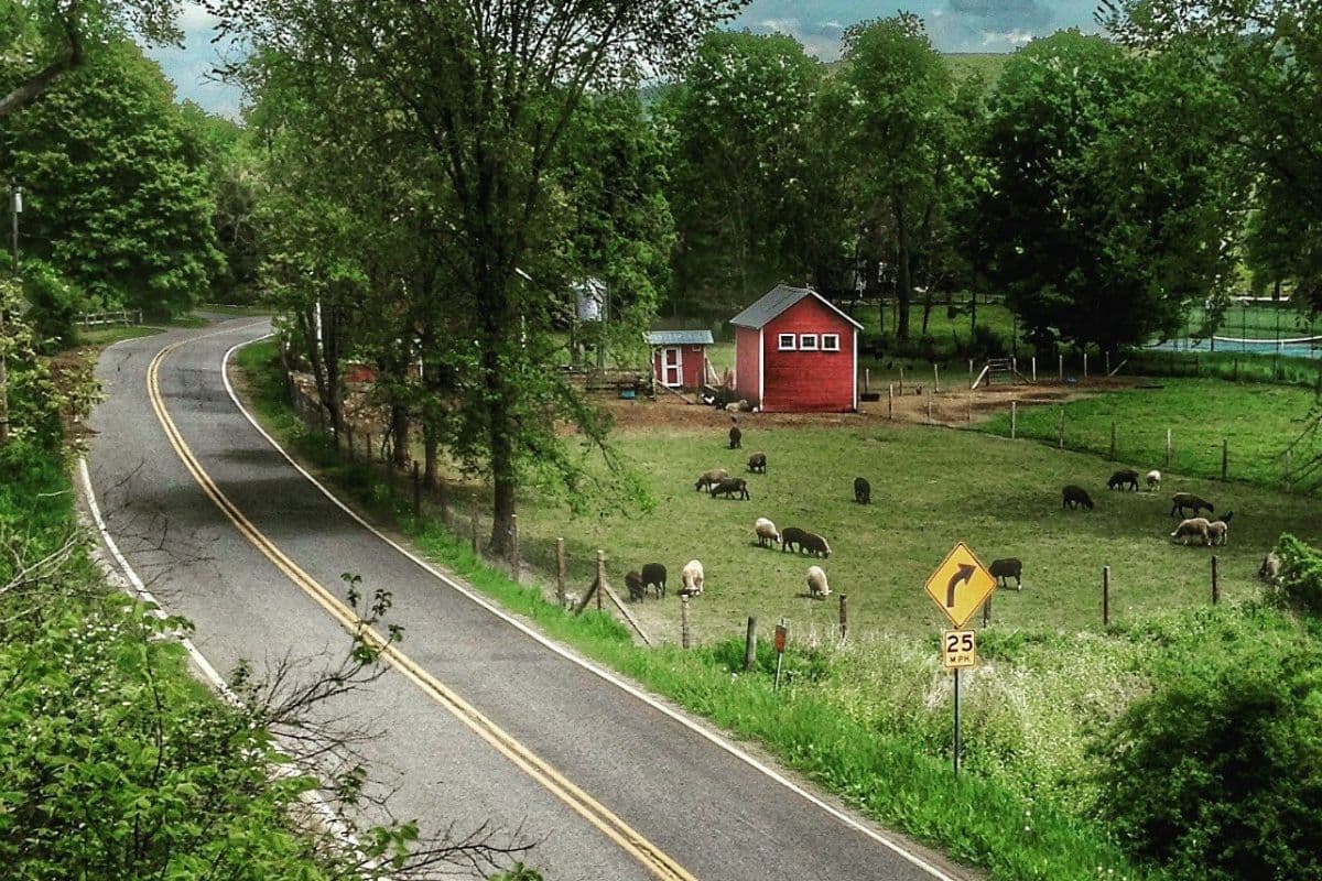 A winding road curves past a lush green field with grazing sheep and a small red barn.
