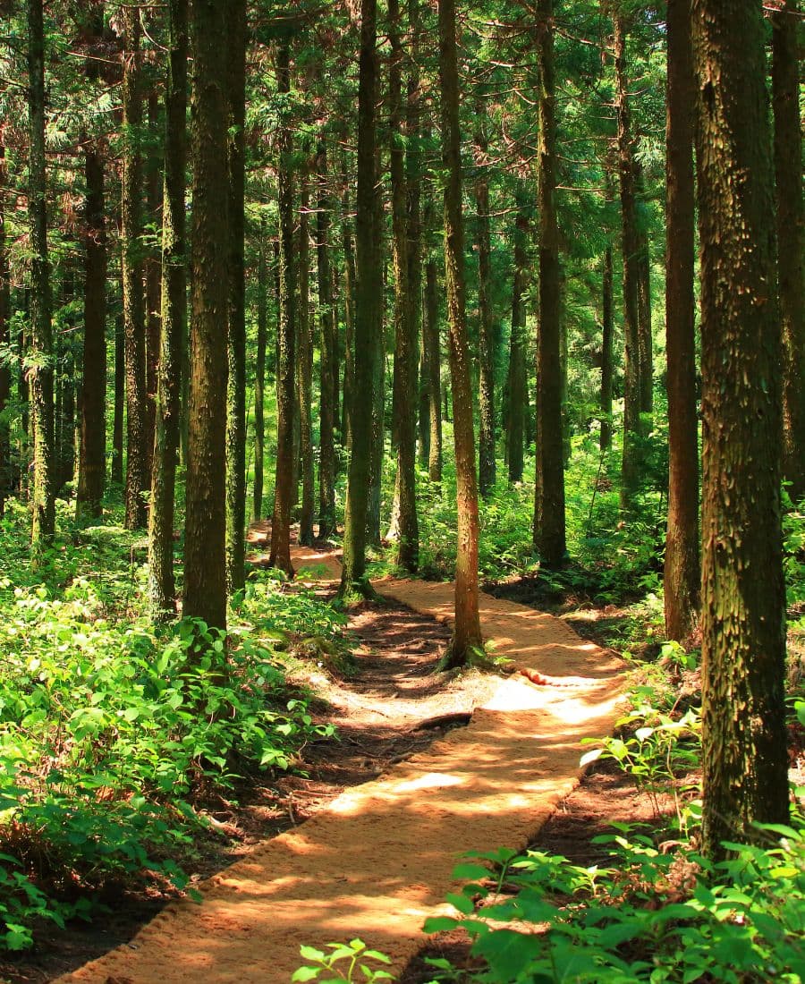 A winding path cuts through a lush green forest filled with tall trees.