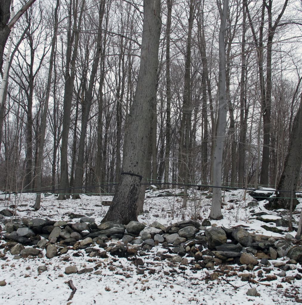 A snowy forest A snowy forest