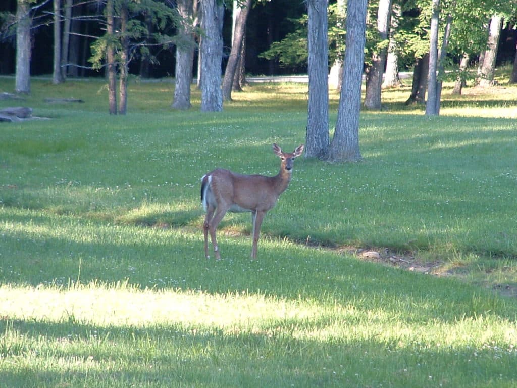 A single deer standing in the grass of a wooded area A single deer standing in the grass of a wooded area