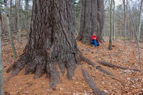 A person in red and blue sitting at the base of a very large tree in a forest A person in red and blue sitting at the base of a very large tree in a forest