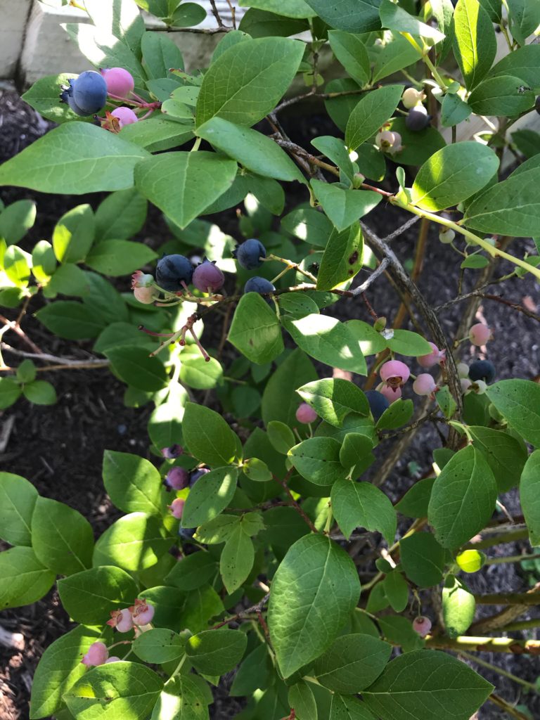 Berry Picking Near Me!
